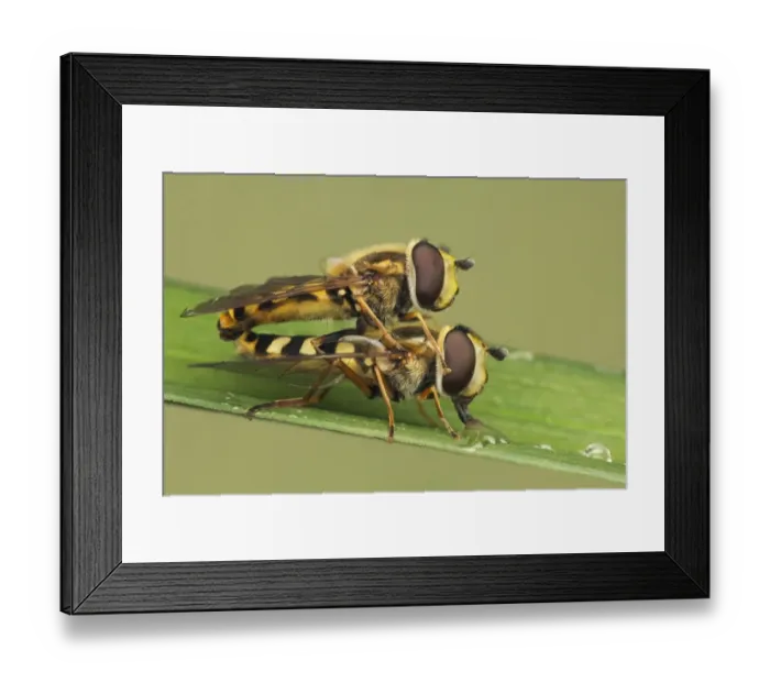 Framed Print : Common Banded Hoverfly (Syrphus ribesii) adult pair, mating, female drinking from water droplet, Leicestershire, England, july Framed Print : Common Banded Hoverfly (Syrphus ribesii) adult pair, mating, female drinking from water droplet, Leicestershire, England, july