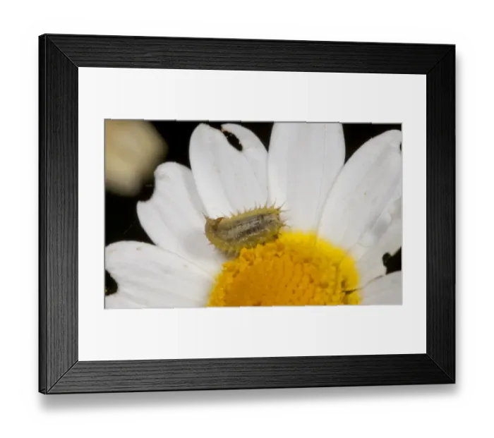 Framed Print : Green Tortoise Beetle (Cassida viridis) larva, on flower, Spain, may Framed Print : Green Tortoise Beetle (Cassida viridis) larva, on flower, Spain, may