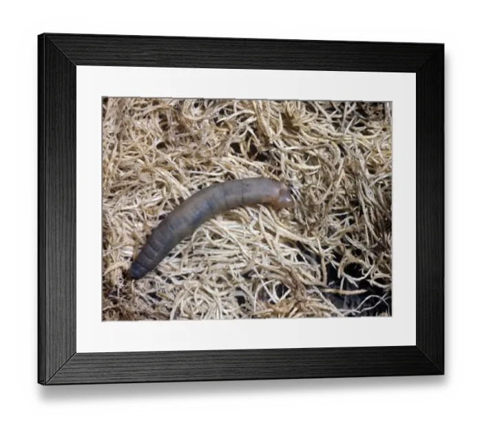 Framed Print : Crane-Fly Sp. Larva / Leatherjacket Framed Print : Crane-Fly Sp. Larva / Leatherjacket