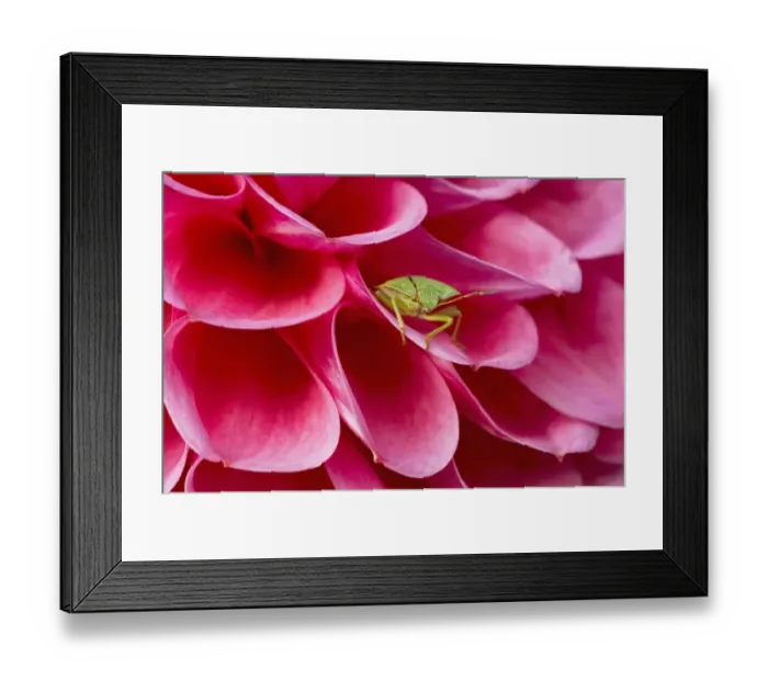 Framed Print : Green Shieldbug (Palomena prasina) adult, resting on pink dahlia flower, Essex, England Framed Print : Green Shieldbug (Palomena prasina) adult, resting on pink dahlia flower, Essex, England