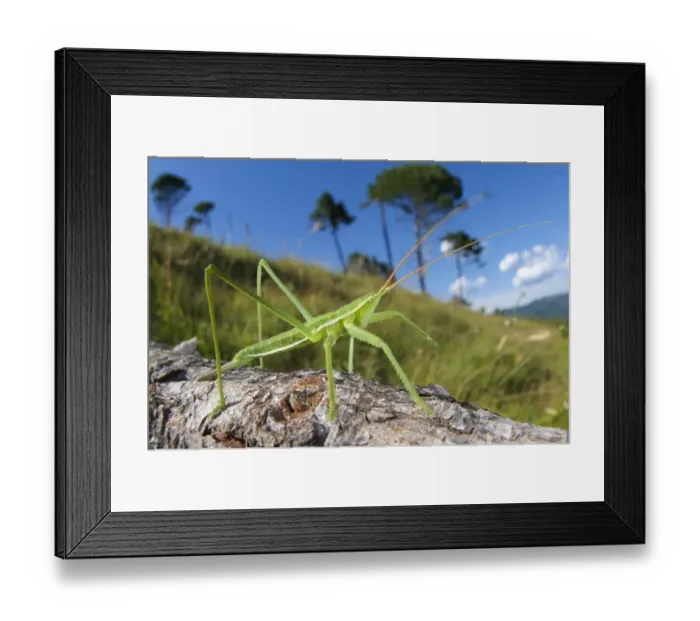 Framed Print : Predatory Bush-cricket (Saga pedo) subadult, on branch in habitat, Italy Framed Print : Predatory Bush-cricket (Saga pedo) subadult, on branch in habitat, Italy