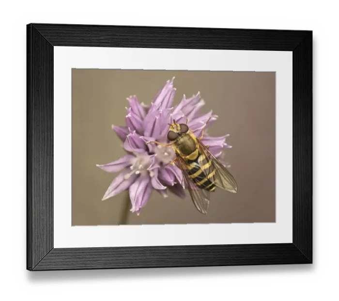 Framed Print : Common Banded Hoverfly (Syrphus ribesii) adult, resting on Chives (Allium schoenoprasum) flower, Leicestershire, England, april Framed Print : Common Banded Hoverfly (Syrphus ribesii) adult, resting on Chives (Allium schoenoprasum) flower, Leicestershire, England, april