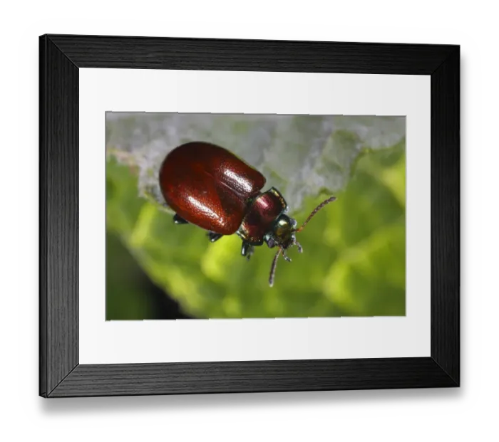 Framed Print : Knotgrass Leaf Beetle (Chrysolina polita) adult, resting on leaf, Powys, Wales, june Framed Print : Knotgrass Leaf Beetle (Chrysolina polita) adult, resting on leaf, Powys, Wales, june