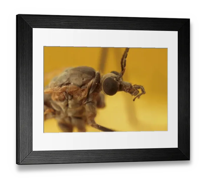 Framed Print : Cranefly (Tipula paludosa) adult, close-up of head, Leicestershire, England, october Framed Print : Cranefly (Tipula paludosa) adult, close-up of head, Leicestershire, England, october