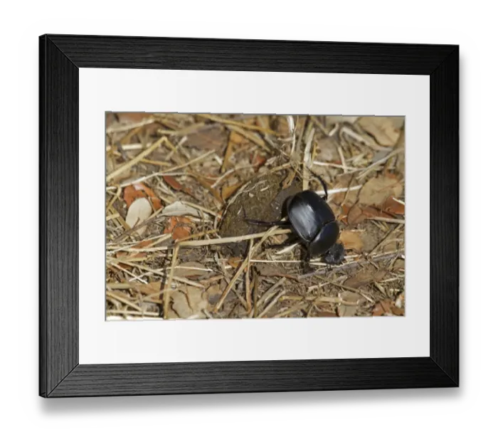 Framed Print : Sacred Scarab Beetle (Scarabaeus sacer) adult, rolling dung ball amongst leaf litter, Extremadura, Spain, august Framed Print : Sacred Scarab Beetle (Scarabaeus sacer) adult, rolling dung ball amongst leaf litter, Extremadura, Spain, august