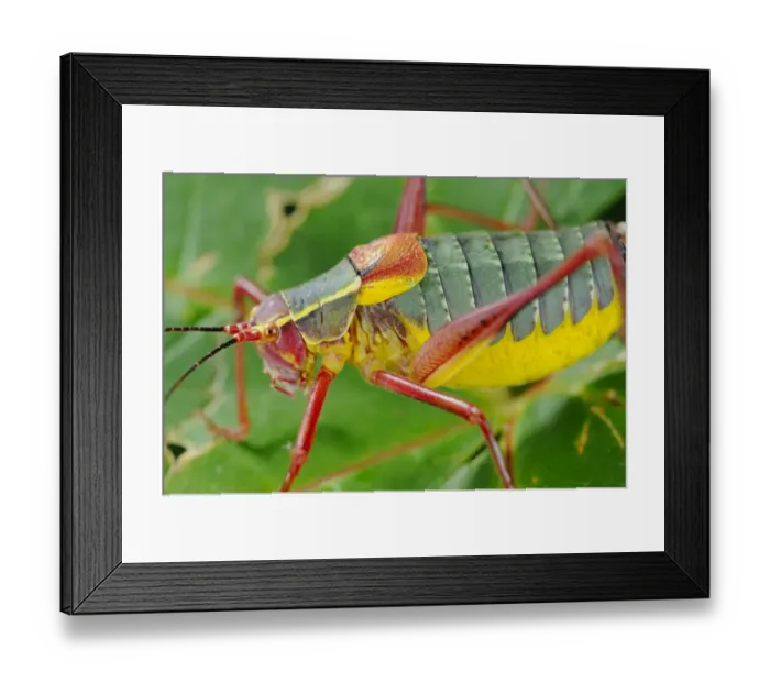Framed Print : Bush-cricket (Barbitistes onustus) adult, close-up on leaf, Italy, july