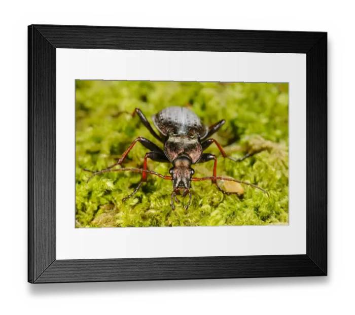 Framed Print : Ground Beetle (Carabus linnei) adult, standing on moss, Italy, june Framed Print : Ground Beetle (Carabus linnei) adult, standing on moss, Italy, june