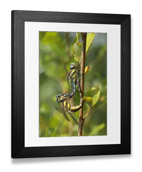 Framed Print : Migrant Hawker (Aeshna mixta) adult pair, mating, Whitlingham, The Broads, Norfolk, England, september Framed Print : Migrant Hawker (Aeshna mixta) adult pair, mating, Whitlingham, The Broads, Norfolk, England, september