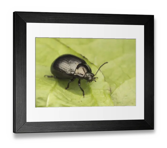 Framed Print : Broad-shouldered Leaf Beetle (Chrysolina oricalcia) adult, resting on leaf, Leicestershire, England, june