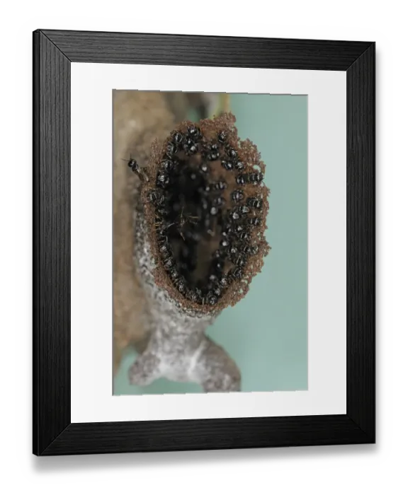 Framed Print : Stingless Robber Bee (Lestrimelitta limao) adults, nesting colony protecting nest entrance, Trinidad, Trinidad and Tobago Framed Print : Stingless Robber Bee (Lestrimelitta limao) adults, nesting colony protecting nest entrance, Trinidad, Trinidad and Tobago