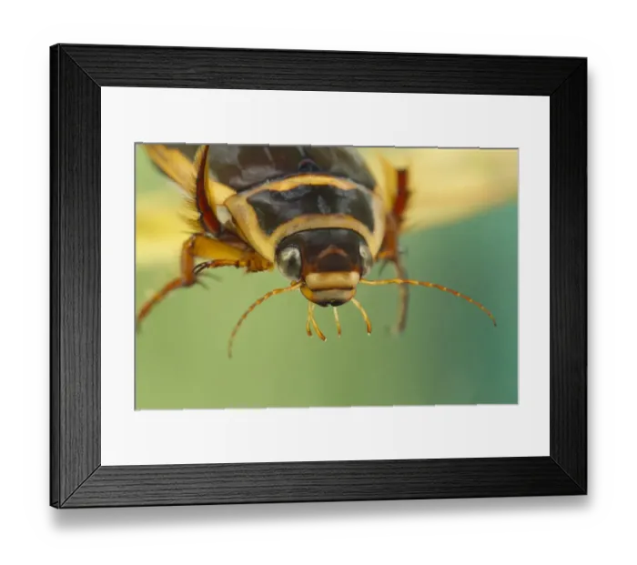 Framed Print : Great Diving Beetle (Dytiscus marginalis) adult, close-up of head, Derbyshire, England, july