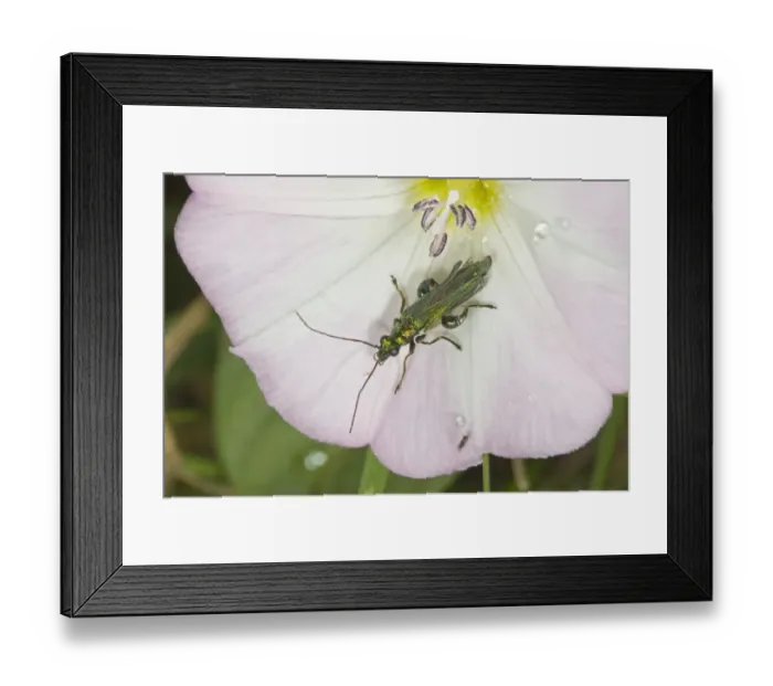 Framed Print : Thick-legged Flower Beetle (Oedemera nobilis) adult male, on Field Bindweed (Convolvulus arvensis) flower, Norfolk, England, july Framed Print : Thick-legged Flower Beetle (Oedemera nobilis) adult male, on Field Bindweed (Convolvulus arvensis) flower, Norfolk, England, july