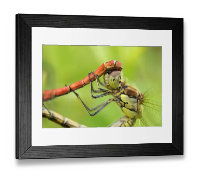Framed Print : Common Darter Dragonfly (Sympetrum striolatum) adult pair, mating in wheel position, Oxfordshire, England Framed Print : Common Darter Dragonfly (Sympetrum striolatum) adult pair, mating in wheel position, Oxfordshire, England