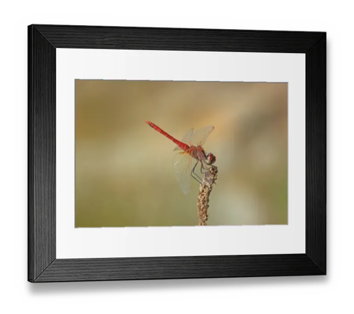 Framed Print : Red-veined Darter (Sympetrum fonscolombii) adult male, resting on seedhead, Alentejo, Portugal, october Framed Print : Red-veined Darter (Sympetrum fonscolombii) adult male, resting on seedhead, Alentejo, Portugal, october