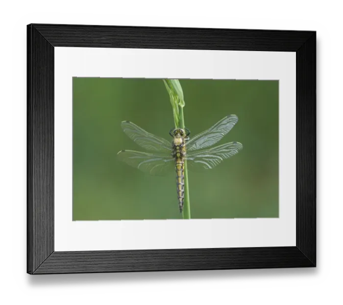 Framed Print : Black-tailed Skimmer (Orthetrum cancellatum) newly emerged adult, resting on stem, Norfolk, England Framed Print : Black-tailed Skimmer (Orthetrum cancellatum) newly emerged adult, resting on stem, Norfolk, England
