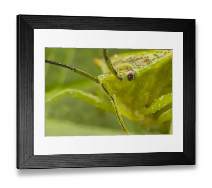 Framed Print : Green Shieldbug (Palomena prasina) adult, close-up of head, Leicestershire, England, may