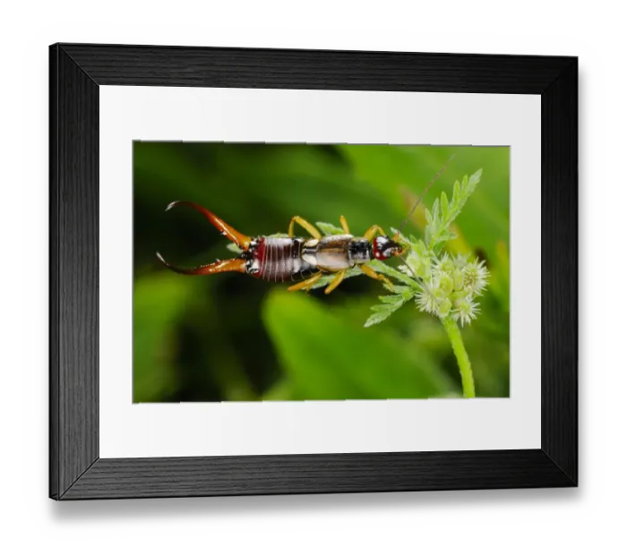 Framed Print : Common Earwig (Forficula auricularia) adult male, feeding on nectar, Italy, june Framed Print : Common Earwig (Forficula auricularia) adult male, feeding on nectar, Italy, june