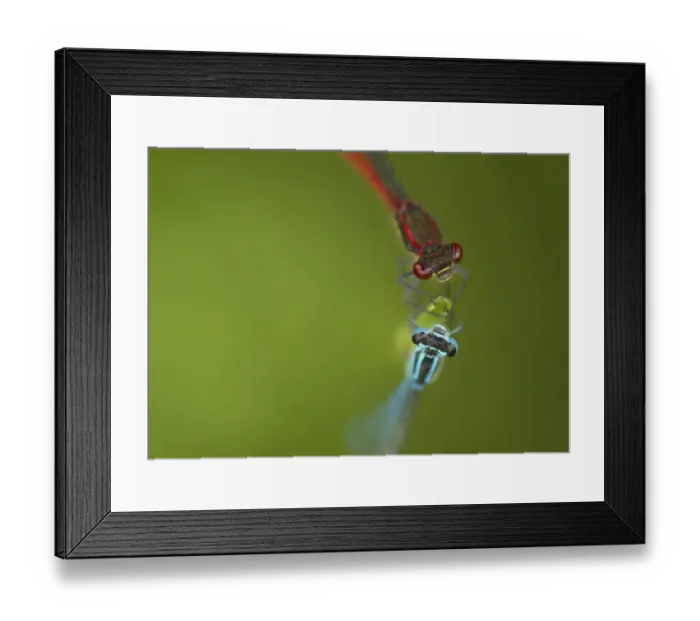 Framed Print : Azure Damselfly (Coenagrion puella) and Large Red Damselfly (Pyrrhosoma nymphula) two adults, resting on leaf, Sheffield, South Yorkshire, England, may Framed Print : Azure Damselfly (Coenagrion puella) and Large Red Damselfly (Pyrrhosoma nymphula) two adults, resting on leaf, Sheffield, South Yorkshire, England, may