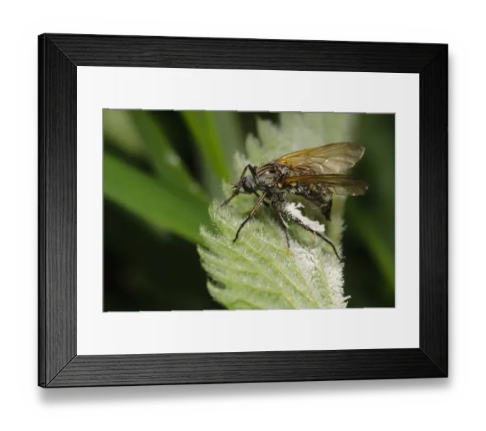 Framed Print : Dance Fly (Empis tessellata) adult, fallen victim to Pathogenic Fungus (Entomophthora muscae) that enters brain and causes it to land, climb to the top of bush and die, whereupon fungal spores erupt from legs and body and are spread by wind Framed Print : Dance Fly (Empis tessellata) adult, fallen victim to Pathogenic Fungus (Entomophthora muscae) that enters brain and causes it to land, climb to the top of bush and die, whereupon fungal spores erupt from legs and body and are spread by wind