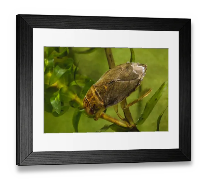 Framed Print : Saucer Bug (Ilyocoris cimicoides) adult, swimming through pondweed, Priory Water Nature Reserve, Leicestershire, England, may (photographed in specialist photography tank and subsequently returned to wild) Framed Print : Saucer Bug (Ilyocoris cimicoides) adult, swimming through pondweed, Priory Water Nature Reserve, Leicestershire, England, may (photographed in specialist photography tank and subsequently returned to wild)