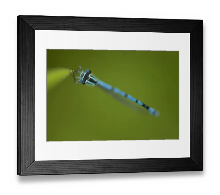 Framed Print : Azure Damselfly (Coenagrion puella) adult male, resting on leaf, Sheffield, South Yorkshire, England, may Framed Print : Azure Damselfly (Coenagrion puella) adult male, resting on leaf, Sheffield, South Yorkshire, England, may