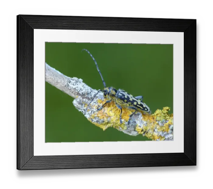 Framed Print : Poplar Longhorn Beetle (Saperda populnea) adult, resting on lichen covered twig, Cannobina Valley, Piedmont, Northern Italy, july
