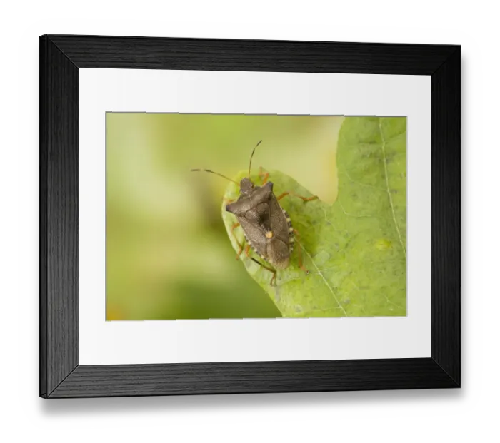Framed Print : Forest Bug (Pentatoma rufipes) adult, resting on oak leaf, Sussex, England Framed Print : Forest Bug (Pentatoma rufipes) adult, resting on oak leaf, Sussex, England
