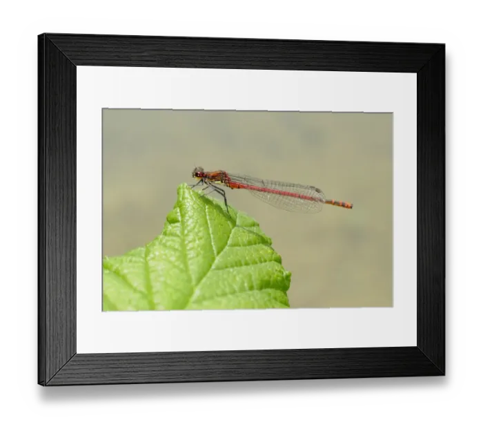 Framed Print : Large Red Damselfly (Pyrrhosoma nymphula) adult, resting on leaf, Italy, july