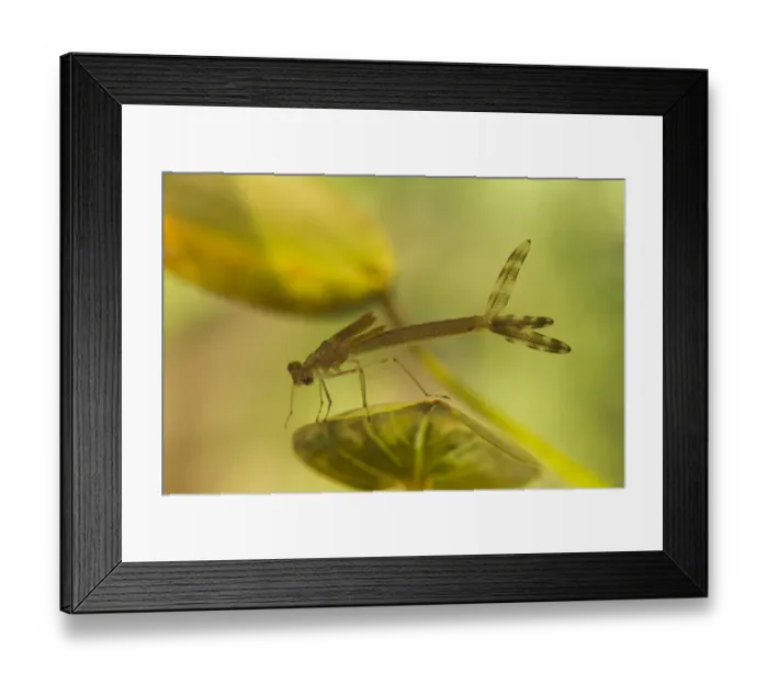 Framed Print : Emerald Damselfly (Lestes sponsa) nymph, on submerged leaf in moorland pond, Derbyshire, England, july