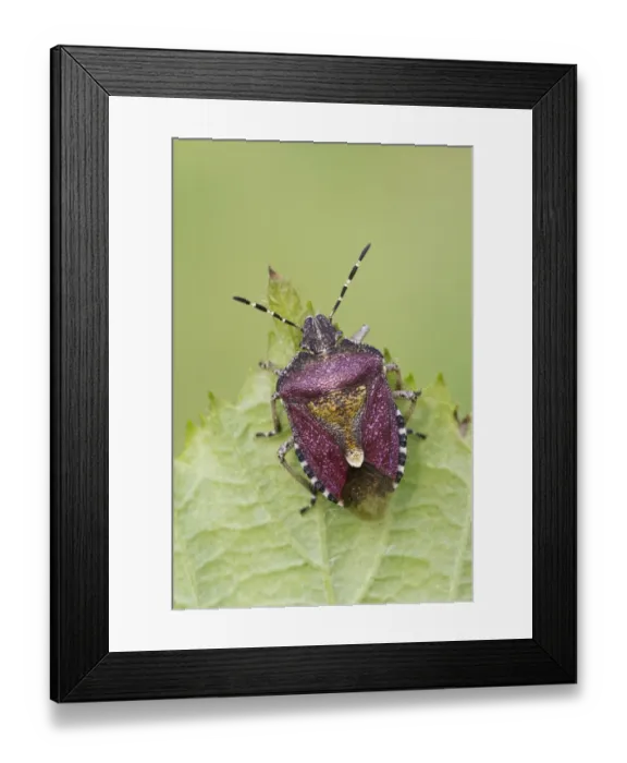Framed Print : Sloe Bug (Dolycoris baccarum) adult, resting on leaf, Leicestershire, England, may