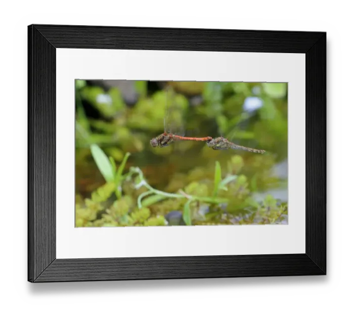 Framed Print : Common Darter Dragonfly (Sympetrum striolatum) adult pair, in flight, in tandem post-copulation, Oxfordshire, England, august Framed Print : Common Darter Dragonfly (Sympetrum striolatum) adult pair, in flight, in tandem post-copulation, Oxfordshire, England, august