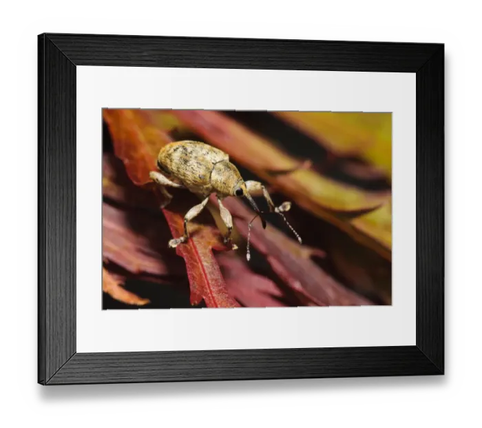 Framed Print : Acorn Weevil (Curculio glandium) adult, resting on Ornamental Maple (Acer sp. ) leaf, ordinarily these insect live high up in oak trees but this one had been dislodged by very strong winds, Belvedere, Kent, England, august Framed Print : Acorn Weevil (Curculio glandium) adult, resting on Ornamental Maple (Acer sp. ) leaf, ordinarily these insect live high up in oak trees but this one had been dislodged by very strong winds, Belvedere, Kent, England, august