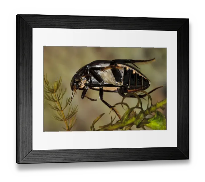 Framed Print : Great Silver Beetle (Hydrophilus piceus) adult, swimming through pondweed, Wat Tyler Country Park, Essex, England, april (photographed in specialist photography tank and subsequently returned to wild)