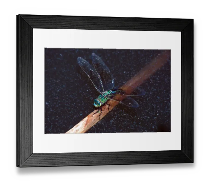 Framed Print : Emperor Dragonfly (Anax imperator) Female ovipositing Framed Print : Emperor Dragonfly (Anax imperator) Female ovipositing