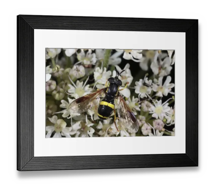 Framed Print : Two-banded Hoverfly (Chrysotoxum bicinctum) adult, feeding on Hogweed (Heracleum sphondylium) flower, Powys, Wales, july Framed Print : Two-banded Hoverfly (Chrysotoxum bicinctum) adult, feeding on Hogweed (Heracleum sphondylium) flower, Powys, Wales, july