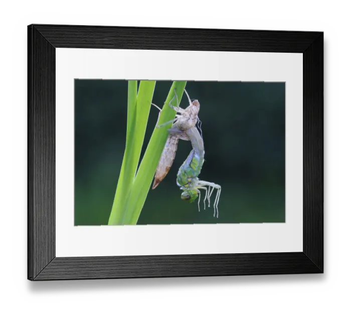 Framed Print : Emperor Dragonfly (Anax imperator) adult, emerging from exuvia, on Yellow Iris (Iris pseudacorus) leaf at edge of garden pond, Bentley, Suffolk, England, june Framed Print : Emperor Dragonfly (Anax imperator) adult, emerging from exuvia, on Yellow Iris (Iris pseudacorus) leaf at edge of garden pond, Bentley, Suffolk, England, june