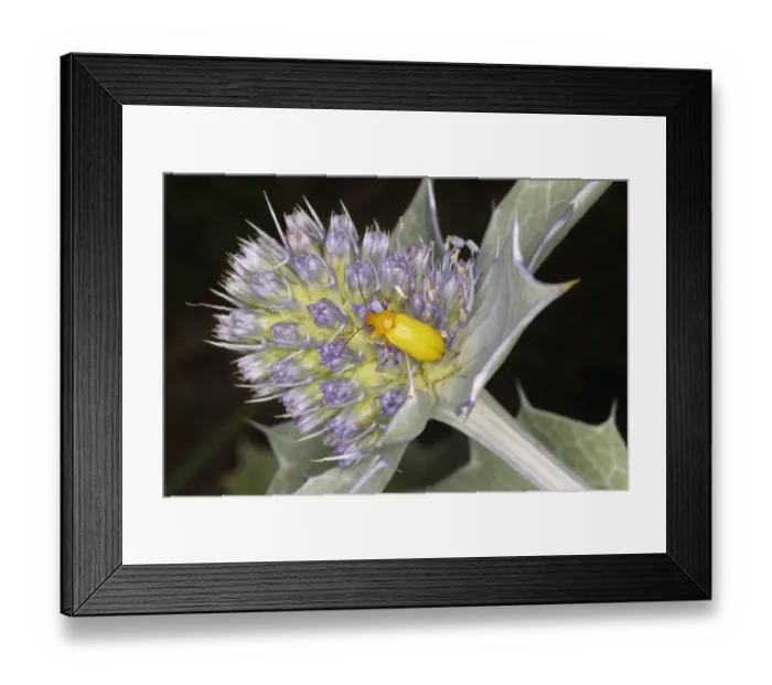 Framed Print : Sulphur Beetle (Cteniopus sulphureus) adult, on Sea Holly (Eryngium maritimum) flowers, on sand dunes, Gower Peninsula, Glamorgan, Wales, july Framed Print : Sulphur Beetle (Cteniopus sulphureus) adult, on Sea Holly (Eryngium maritimum) flowers, on sand dunes, Gower Peninsula, Glamorgan, Wales, july