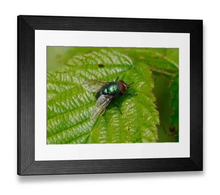 Framed Print : Greenbottle (Lucilia caesar) adult, resting on leaf, West Sussex, England, april Framed Print : Greenbottle (Lucilia caesar) adult, resting on leaf, West Sussex, England, april