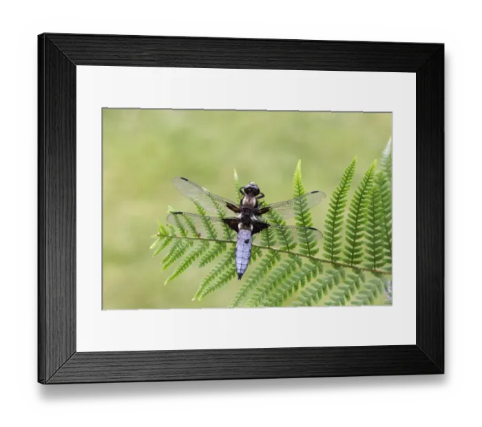 Framed Print : Broad-bodied Chaser (Libellula depressa) adult male, resting on fern frond, Midlands, England, june Framed Print : Broad-bodied Chaser (Libellula depressa) adult male, resting on fern frond, Midlands, England, june