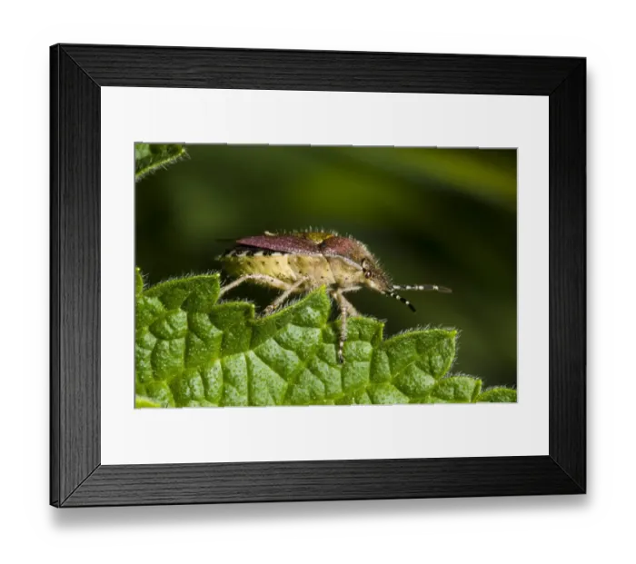 Framed Print : Sloe Bug (Dolycoris baccarum) adult, clambering over nettle leaf, Crossness Nature Reserve, Bexley, Kent, England, may Framed Print : Sloe Bug (Dolycoris baccarum) adult, clambering over nettle leaf, Crossness Nature Reserve, Bexley, Kent, England, may