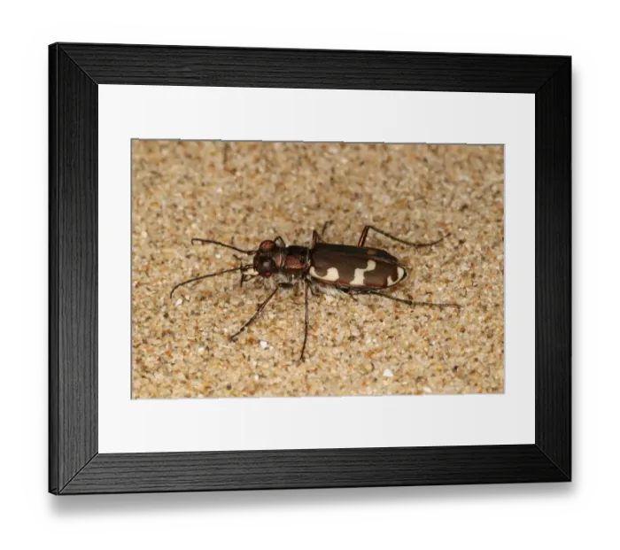 Framed Print : Dune Tiger Beetle (Cicindela maritima) adult, on coastal sand dune, Gower Peninsula, Glamorgan, Wales, july Framed Print : Dune Tiger Beetle (Cicindela maritima) adult, on coastal sand dune, Gower Peninsula, Glamorgan, Wales, july