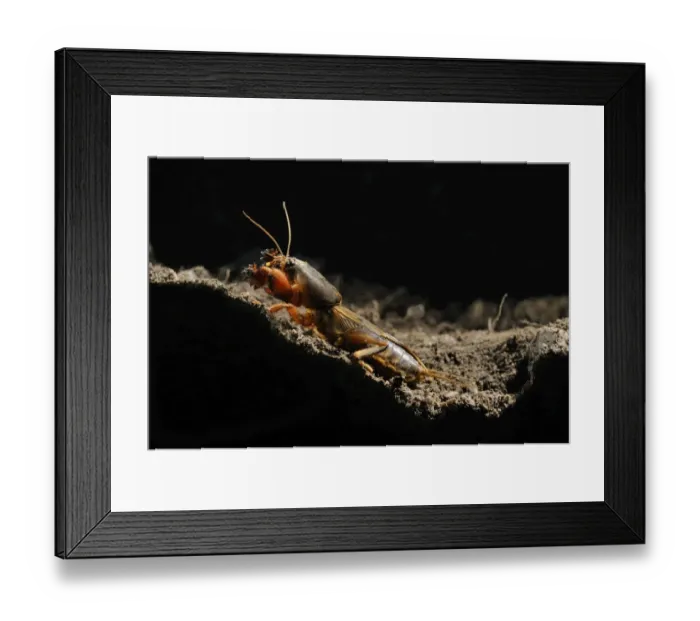 Framed Print : European Mole Cricket (Gryllotalpa gryllotalpa) adult, emerging from burrow at night, Italy, may Framed Print : European Mole Cricket (Gryllotalpa gryllotalpa) adult, emerging from burrow at night, Italy, may