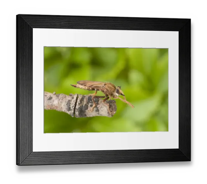 Framed Print : Hornet Robberfly (Asilus crabroniformis) adult, cleaning forelegs, resting on twig, England
