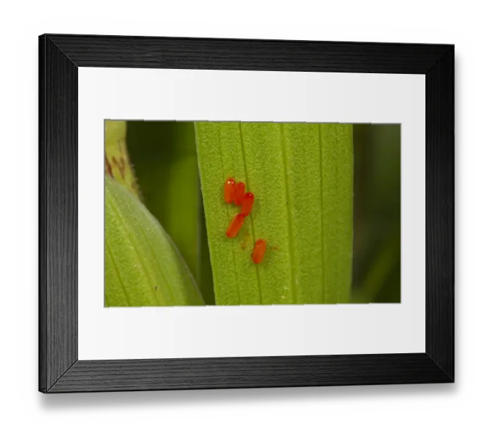 Framed Print : Scarlet Lily Beetle (Lilioceris lilii) eggs on leaf, Norfolk, England, may Framed Print : Scarlet Lily Beetle (Lilioceris lilii) eggs on leaf, Norfolk, England, may