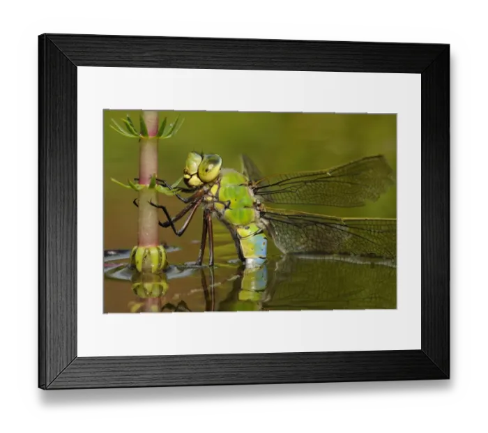 Framed Print : Emperor Dragonfly (Anax imperator) adult female, laying eggs in submerged aquatic vegetation, Oxfordshire, England Framed Print : Emperor Dragonfly (Anax imperator) adult female, laying eggs in submerged aquatic vegetation, Oxfordshire, England
