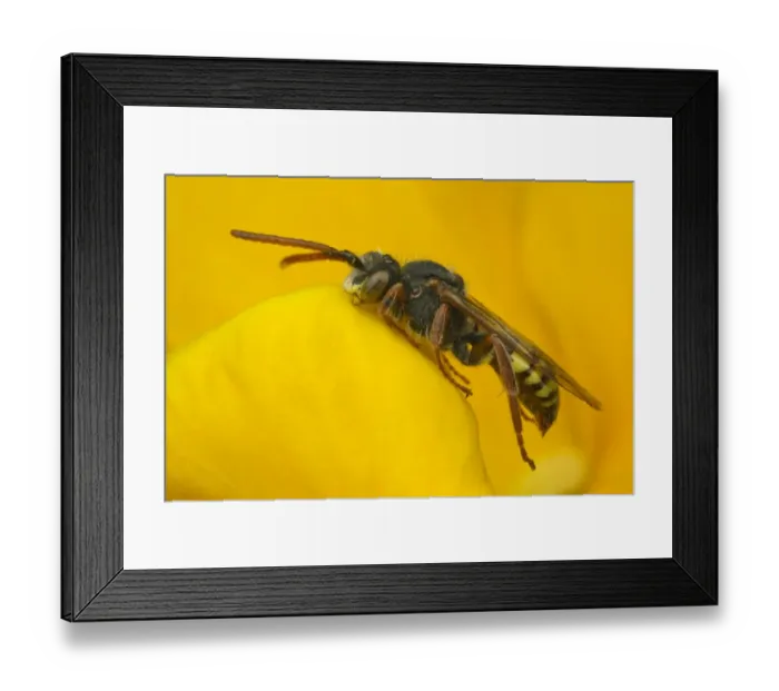 Framed Print : Nomad Bee (Nomada sp. ) adult, sleeping with jaws locked onto flower petal, Leicestershire, England, may Framed Print : Nomad Bee (Nomada sp. ) adult, sleeping with jaws locked onto flower petal, Leicestershire, England, may