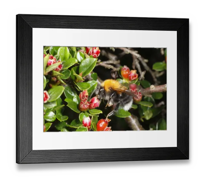 Framed Print : Tree Bumblebee (Bombus hypnorum) adult male, feeding on Wall Cotoneaster (Cotoneaster horizontalis) flowers in garden, Powys, Wales, may Framed Print : Tree Bumblebee (Bombus hypnorum) adult male, feeding on Wall Cotoneaster (Cotoneaster horizontalis) flowers in garden, Powys, Wales, may