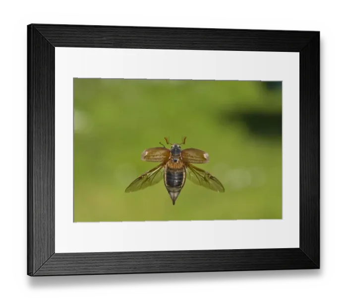 Framed Print : Cockchafer (Melolontha melolontha) adult, in flight, Norfolk, England, may