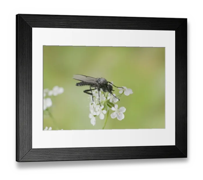 Framed Print : St. Mark's Fly (Bibio marci) adult, resting on flowers, England, april Framed Print : St. Mark's Fly (Bibio marci) adult, resting on flowers, England, april
