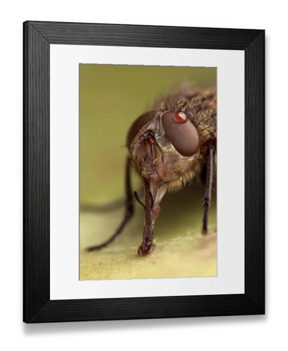 Framed Print : Cluster Fly (Pollenia sp. ) adult, close-up of head, feeding, with water droplet on eye, Leicestershire, England, march Framed Print : Cluster Fly (Pollenia sp. ) adult, close-up of head, feeding, with water droplet on eye, Leicestershire, England, march